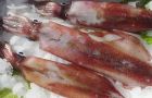 According to Argentine stats the average ton of squid price was down 17.5%