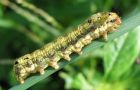 Helicoverpa is smaller than a human thumb, and with a knack for ploughing through soy, corn and cotton