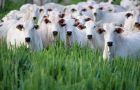 Brazil is the world's leading beef exporter and the US the leading consumer