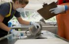 Scientists are trying to determine why the morbilli-virus resurged this year