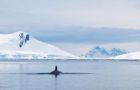 South Georgia waters is one of the targets as well as Antarctic waters
