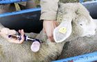 Experts from FAO and OIE recommended control measures including vaccination of 800,000 sheep and goats. Quarantine zones have been created