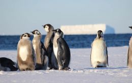 A 6-year assessment of low sea-ice impacts on emperor penguins by Fretwell, P. is published in Antarctic Science.