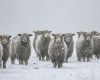 The snow covering the pastures is making it difficult for the animals to eat, Jamieson explained