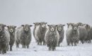 The snow covering the pastures is making it difficult for the animals to eat, Jamieson explained