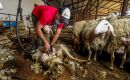 Uruguayan farmers face difficulties selling the wool clip, and access to traditional Arab countries for live sheep and meat has become quite challenging