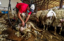 Uruguayan farmers face difficulties selling the wool clip, and access to traditional Arab countries for live sheep and meat has become quite challenging