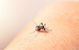 So far this year, Argentina has logged 527,517 cases of dengue, a 320% increase from 2023, the Federal Health Ministry found