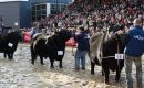 The Palermo agriculture and livestock expo where the best of Argentine breeds compete for the top prizes, and is also an opportunity for the display of new technologies and farming practices 