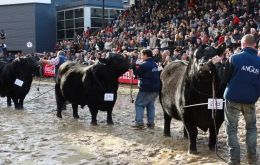 The Palermo agriculture and livestock expo where the best of Argentine breeds compete for the top prizes, and is also an opportunity for the display of new technologies and farming practices 