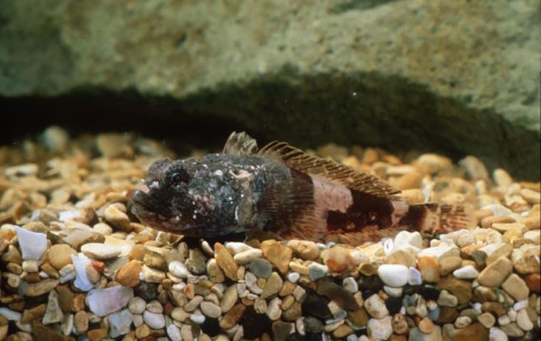 Antarctic plunder fish, or Harpagifer antarcticus, from Signy Island. Credit Chris Gilbert