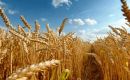 Cereal Price Index dropped by 0.5% from July, driven by lower global wheat export prices amid competitively priced Black Sea supplies