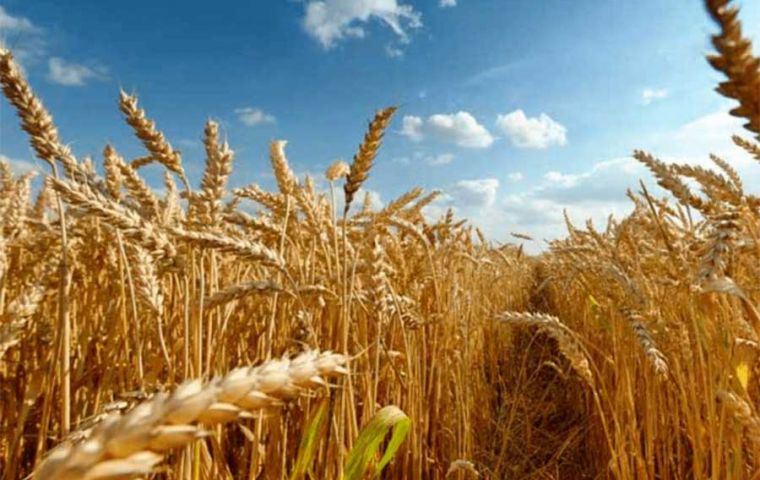 Cereal Price Index dropped by 0.5% from July, driven by lower global wheat export prices amid competitively priced Black Sea supplies