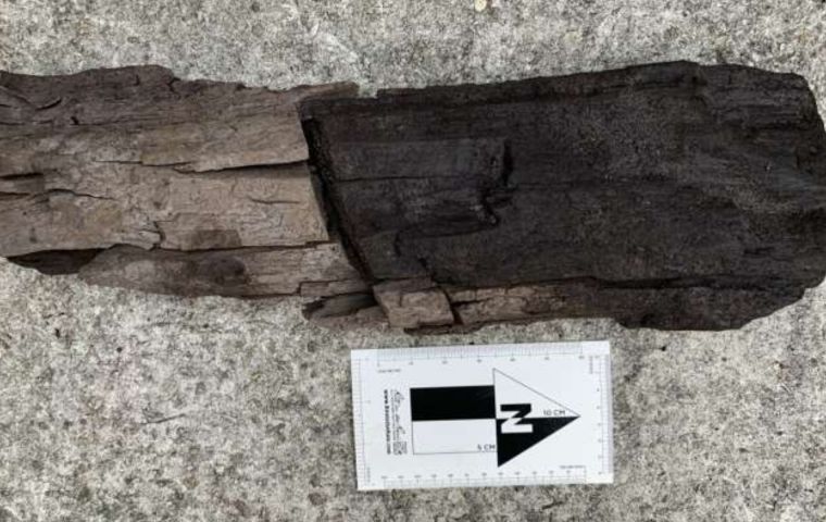 Perfectly preserved wood sample from Tussac House site aged between 15 and 30 million years old. Credit: Dr. Zoë Thomas