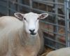 Bluetongue virus, BTV 3, has spread to the whole of South East England