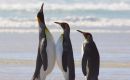 The incredible King penguins of which several rookeries exist in the Islands  