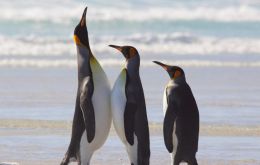 The incredible King penguins of which several rookeries exist in the Islands  