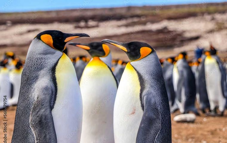 Volunteer Point, one of the attractions of the Falklands with several kinds of penguins, including King, Magellan and Gentoo which mingle naturally with sheep