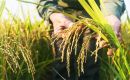 Rice sowing boom in several Brazilian states 