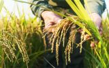 Rice sowing boom in several Brazilian states 