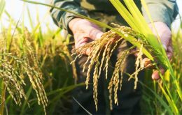 Rice sowing boom in several Brazilian states 