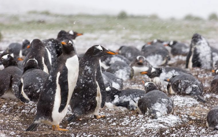 As of Tuesday October 15 there were around 20 to 50 dead birds at each location