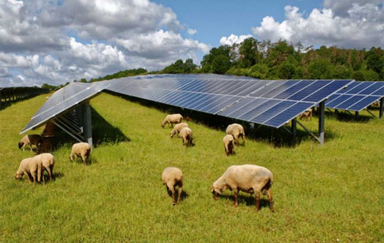 According to the head of the Allendale Merino Stud, in Wellington, the effect of solar panels in his sheep has meant wool quality production has “increased significantly.”