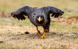 The Striated caracaras will eat whatever is going on, including penguins (and their eggs) and seal pups