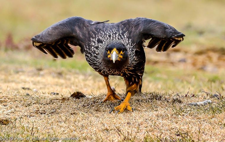 The Striated caracaras will eat whatever is going on, including penguins (and their eggs) and seal pups