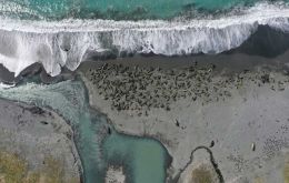 Elephant seals viewed from a drone on South Georgia (Pic BAS)