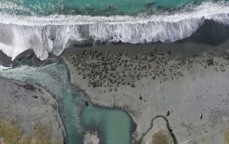 Elephant seals viewed from a drone on South Georgia (Pic BAS)