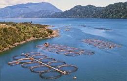 Commercial fish farms in Chile and Scotland 