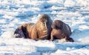 Reaching more than 3m long and weighing over a ton, walruses regularly spend most of their time on sea ice. They need ice to breed and to rest 