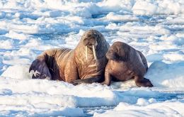 Reaching more than 3m long and weighing over a ton, walruses regularly spend most of their time on sea ice. They need ice to breed and to rest 