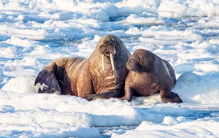 Reaching more than 3m long and weighing over a ton, walruses regularly spend most of their time on sea ice. They need ice to breed and to rest 