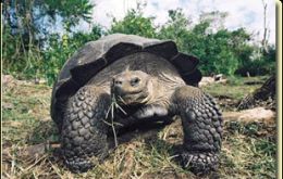 15.000 giant tortoises lives in Galapagos