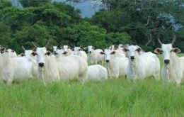 Paraguay main beef markets are Chile and Taiwan  