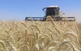 Argentine wheat production forecast for 2024/25 is 18.8 million tons, even with weak prices 