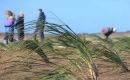 Volunteers planting tussac along eroded coastlines in the Falklands (Pic Falklands Conservation)