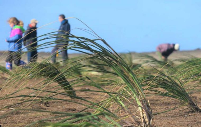 Volunteers planting tussac along eroded coastlines in the Falklands (Pic Falklands Conservation)