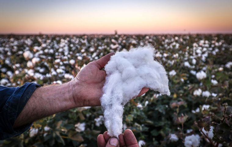 Brazilian cotton exports for the crop year 24/25 are forecasted at 12.6 million bales, supported by global demand and reduced Indian output.