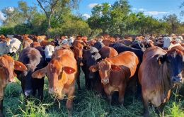 Safeguard measures taken by the world’s biggest beef buyer can be expected to hurt top exporters and trade partners of China, Mercosur block partners, and Australia.