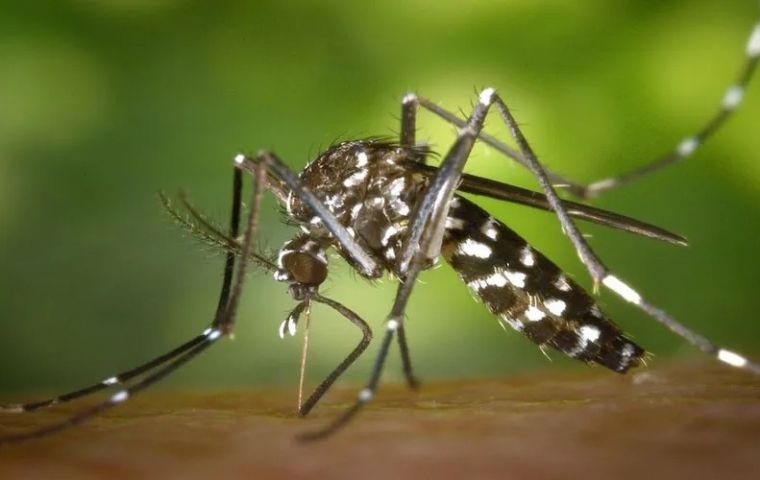 In the last four weeks of 2024, 84% of dengue cases were mainly in São Paulo, Espírito Santo, Minas Gerais, Paraná, Goiás, and Santa Catarina