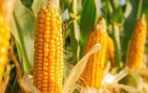 The second most important crop is corn, with a total production of 119,6 million tons, with a yield of 6/602 kilos per ha. 