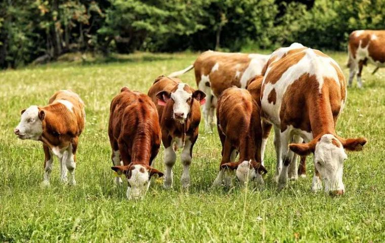 UK Chief Veterinary Officer urges livestock keepers to remain vigilant to clinical signs of FMD following an outbreak in Germany. There are no cases in the UK currently.