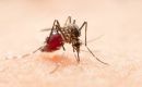 An increase in circulation of dengue type 3 was deemed the cause for a recent surge in Brazil 