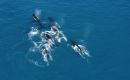 Humpback whales migrate south to South Georgia. Image: Fredrik Christiansen