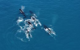 Humpback whales migrate south to South Georgia. Image: Fredrik Christiansen