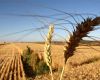 Argentina is Brazil’s largest wheat supplier, and the President Milei government has reduced export taxes which should help sales to its Mercosur partner