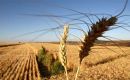 Argentina is Brazil’s largest wheat supplier, and the President Milei government has reduced export taxes which should help sales to its Mercosur partner